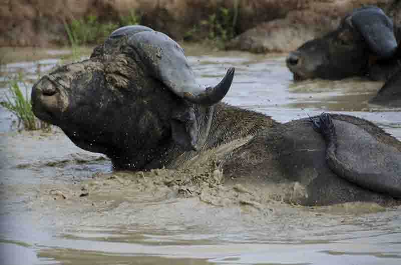 Búfalo Africano - parque nacional de las cataratas Murchison - Uganda 3.jpg
